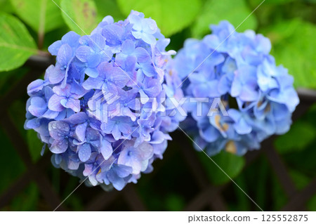 帶有雨滴的繡球花（最適合雨季的形象） 125552875