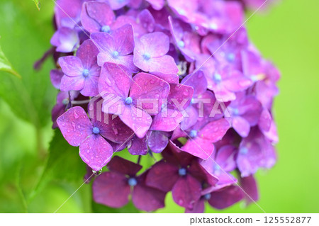 帶有雨滴的繡球花（最適合雨季的形象） 125552877