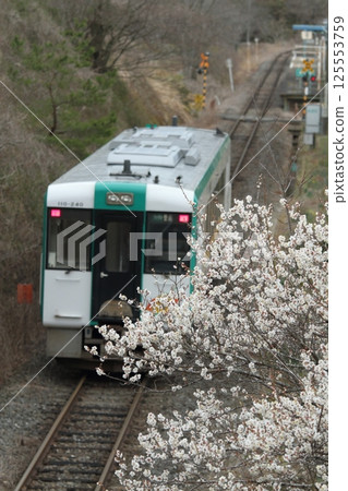JR Kesennuma Line with plum blossoms in full bloom 125553759