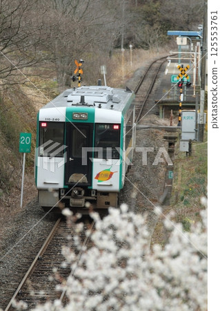JR Kesennuma Line with plum blossoms in full bloom 125553761