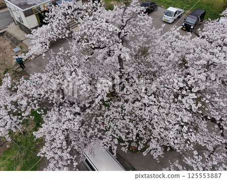 Aerial view of cherry blossoms in full bloom at Nakayamadaira Station 125553887