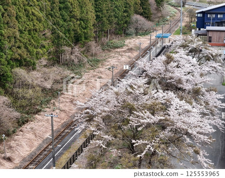 Aerial view of cherry blossoms in full bloom at JR Akakura Onsen Station 125553965