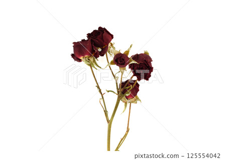 Withered burgundy roses on stems on white background. Withered burgundy roses on stems on white background. 125554042