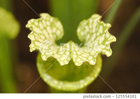 Sarracenia leucophylla close up detail 125554101