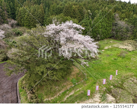 Aerial view of Yagi's cherry blossoms in full bloom 125554177