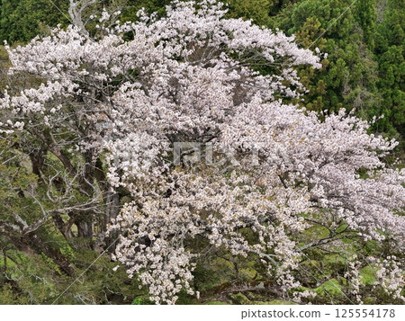 Aerial view of Yagi's cherry blossoms in full bloom 125554178