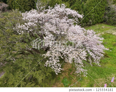 Aerial view of Yagi's cherry blossoms in full bloom Aerial view of Yagi's cherry blossoms in full bloom 125554181