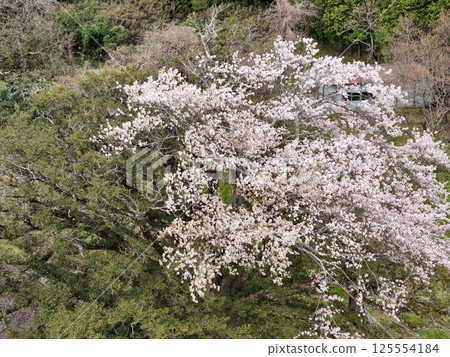 八木櫻花盛開的鳥瞰圖 125554184