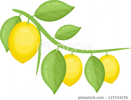 Fresh lemons on a branch with green leaves in vibrant colors. Fresh lemons on a branch with green leaves in vibrant colors. 125554256