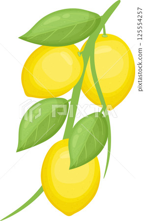 Bright lemons hanging on a branch with green leaves 125554257