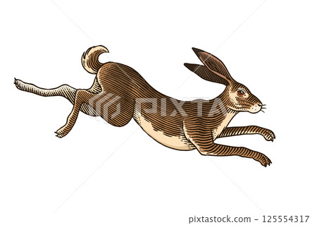 Hare or rabbit jumping. Wild animal running . Hand drawn or engraved sketch style traditional Hare or rabbit jumping. Wild animal running . Hand drawn or engraved sketch style traditional 125554317