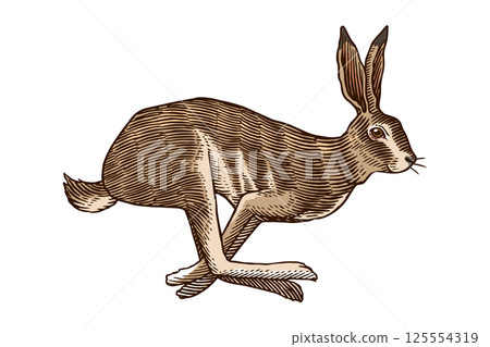 Hare or rabbit jumping. Wild animal running . Hand drawn or engraved sketch style traditional 125554319