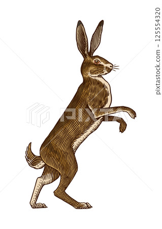 Hare or rabbit standing on feet. ready to fight symbol of ecology. Wild animal in old ink tradition 125554320