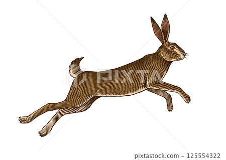 Hare or rabbit jumping. Wild animal running . Hand drawn or engraved sketch style traditional 125554322