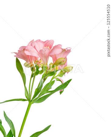 pink alstroemeria flower, Lily of the Incas, in vase on isolated white background 125554510