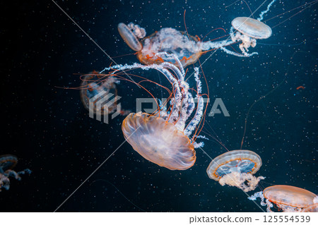 underwater photography jellyfish Chrysaora fuscescens, Pacific sea nettle, West Coast sea nettle 125554539