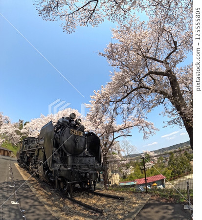 Steam locomotive in a park with cherry blossoms in full bloom 125555805