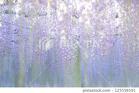 紫藤花窗簾 紫藤花窗簾 125556591