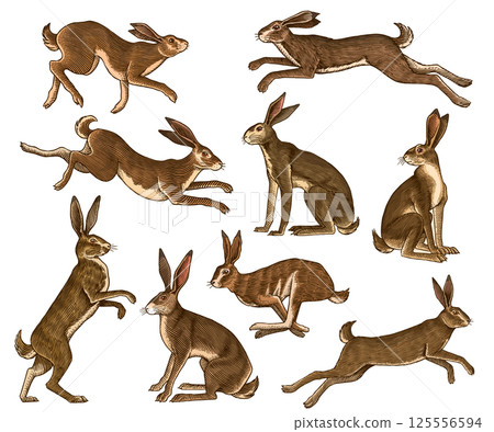 hares or rabbits sitting and jumping, in old vintage traditional style, hand drawn made by pen and hares or rabbits sitting and jumping, in old vintage traditional style, hand drawn made by pen and 125556594