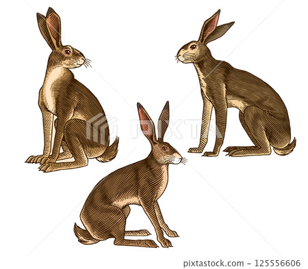 hares or rabbits sitting , in old vintage traditional style, hand drawn made by pen and ink. big set hares or rabbits sitting , in old vintage traditional style, hand drawn made by pen and ink. big set 125556606
