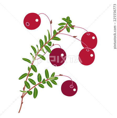 Bog Cranberry Branch with Red Berries and Leaves Bog Cranberry Branch with Red Berries and Leaves 125556773