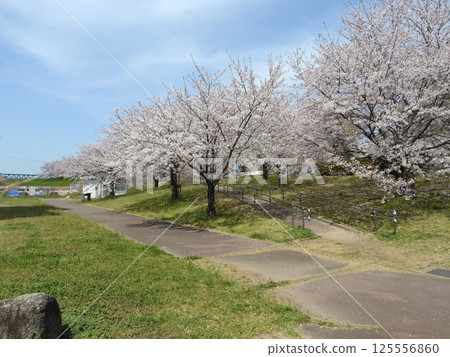 淀川河畔公園長良川沿岸地區櫻花盛開（2025年4月攝於大阪市北區） 125556860
