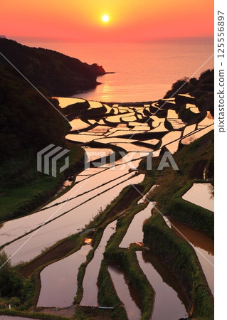 【佐賀縣】濱之浦梯田的夜景 125556897