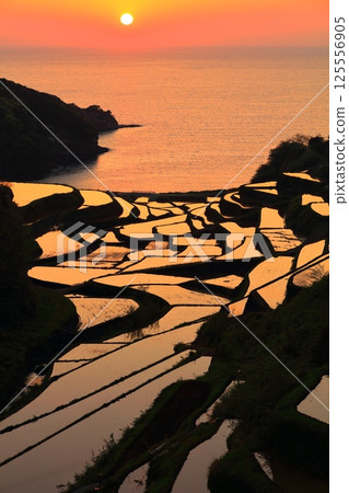 【佐賀縣】濱之浦梯田的夜景 125556905