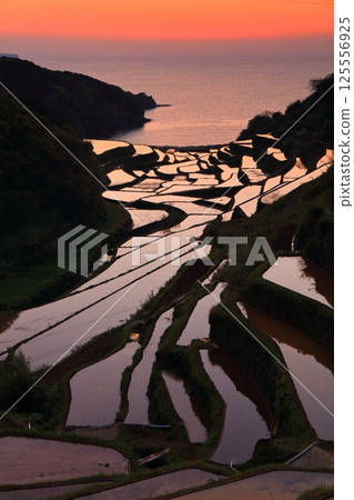[Saga Prefecture] Evening view of Hamanoura rice terraces 125556925