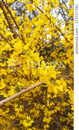 Bright yellow forsythia flowers bloom densely 125557381