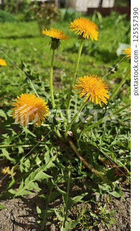 Bright yellow dandelions bloom 125557390