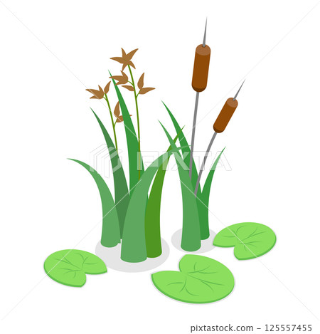 3D Isometric Flat Vector Set of Lake Aquatic Plants, Marsh Reed. Item 3 125557455