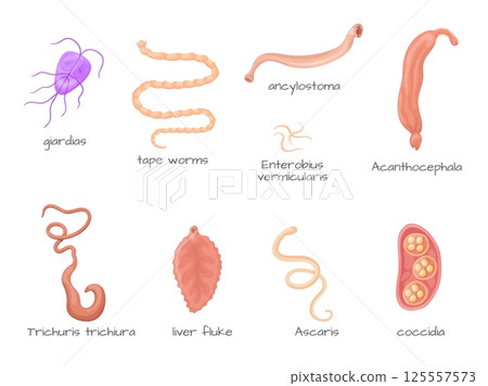 Human parasites. Intestinal parasite body anatomy, parasitic worm infection type ascariasis tapeworm giardia whipworm helminths hookworm coccidia pinworm, neat vector illustration Human parasites. Intestinal parasite body anatomy, parasitic worm infection type ascariasis tapeworm giardia whipworm helminths hookworm coccidia pinworm, neat vector illustration 125557573