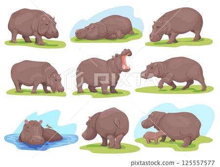 Hippopotamus poses. Realistic hippo different pose, standing walking swim wild animal namibia african savanna hippopotamuses zoo animals set cartoon hippos neat vector illustration 125557577