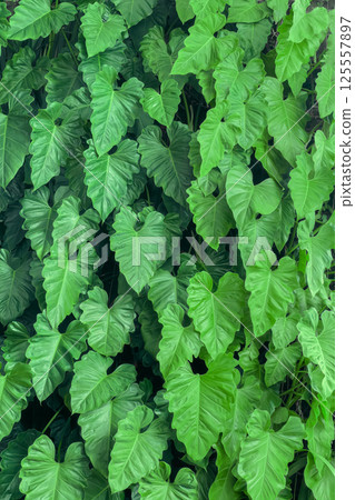 Lush green philodendron leaves creating a dense tropical foliage background perfect for botanical designs, natural-themed projects, eco-friendly concepts and vibrant fresh environmental visuals Lush green philodendron leaves creating a dense tropical foliage background perfect for botanical designs, natural-themed projects, eco-friendly concepts and vibrant fresh environmental visuals 125557897
