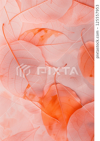 Trendy peach leaf texture - abstract background with apricot leaves 125557953
