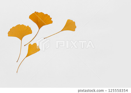 autumn leaf on white background 125558354