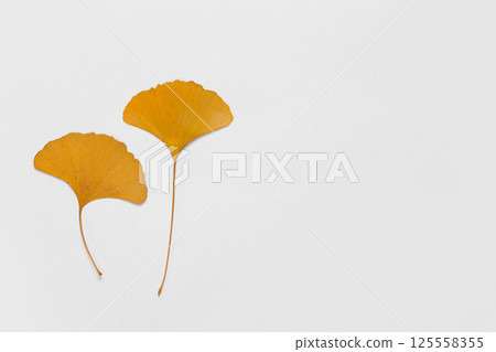 yellow leaves on white background 125558355