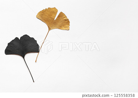 dry ginkgo leaf on white background dry ginkgo leaf on white background 125558358