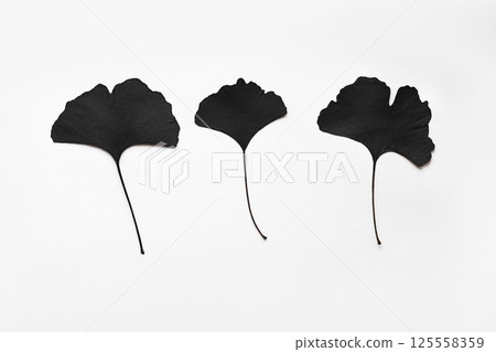 black ginkgo leaves on white background 125558359