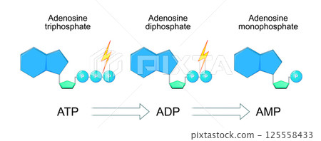 ATP molecule converts into ADP, and ADP converts into AMT. Hydrolysis ATP molecule converts into ADP, and ADP converts into AMT. Hydrolysis 125558433