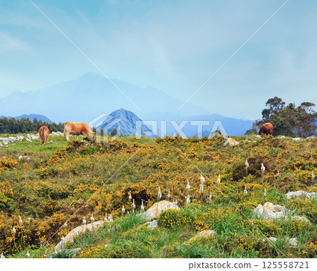 Cow herd on summer hill. 125558721