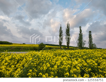 Spring rapeseed yellow blooming fields 125558751