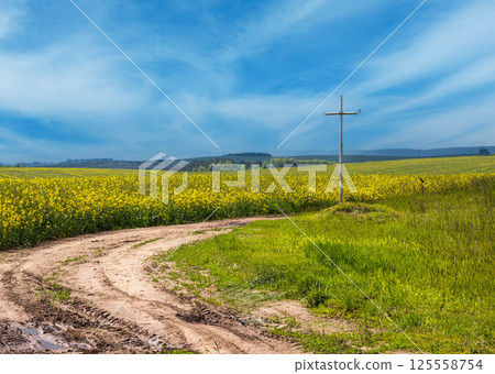 Spring rapeseed yellow blooming fields and religious cross near the pass 125558754