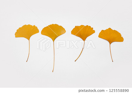 autumn leaves on white background autumn leaves on white background 125558890