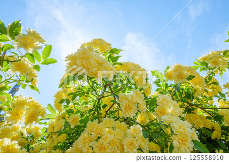 Climbing roses shining in the early summer sunlight at Ashiyahama Beach in Ashiya City, Hyogo Prefecture Climbing roses shining in the early summer sunlight at Ashiyahama Beach in Ashiya City, Hyogo Prefecture 125558910