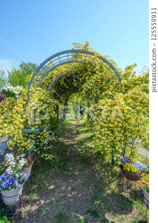 兵庫縣蘆屋市蘆屋濱的藤本月在初夏的陽光下熠熠生輝 兵庫縣蘆屋市蘆屋濱的藤本月在初夏的陽光下熠熠生輝 125558911