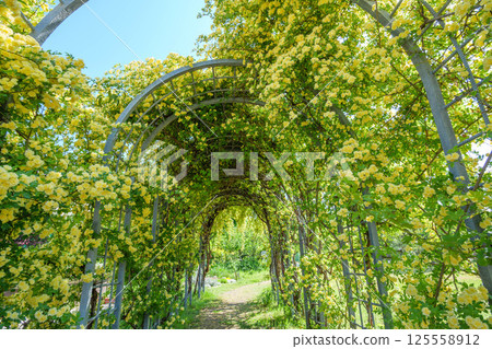 兵庫縣蘆屋市蘆屋濱的藤本月在初夏的陽光下熠熠生輝 兵庫縣蘆屋市蘆屋濱的藤本月在初夏的陽光下熠熠生輝 125558912