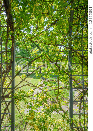Climbing roses shining in the early summer sunlight at Ashiyahama Beach in Ashiya City, Hyogo Prefecture 125558914