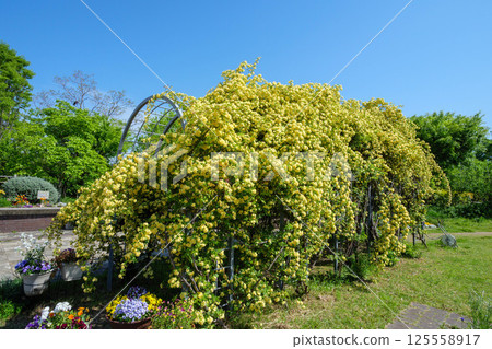 Climbing roses shining in the early summer sunlight at Ashiyahama Beach in Ashiya City, Hyogo Prefecture Climbing roses shining in the early summer sunlight at Ashiyahama Beach in Ashiya City, Hyogo Prefecture 125558917